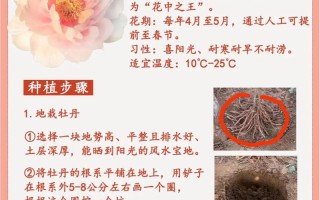 牡丹花可水培繁殖栽培吗？