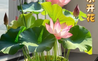 碗莲能直接水培吗？