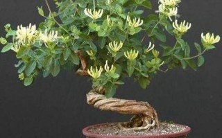 河南冬天种什么盆栽不死