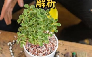 多肉干透怎么判断？