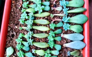 什么多肉品种适合叶插？