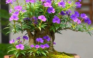 花盆栽图片大全有哪些常见品种？