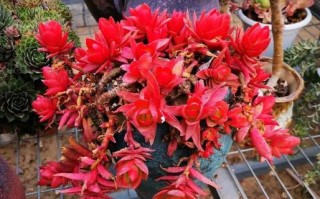 火祭多肉如何养出鲜艳色彩？