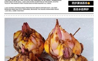百合球水培怎么种？图解步骤有哪些？