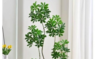 鸭掌木盆栽怎么造型好看？