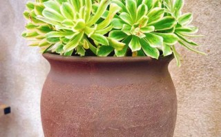 多肉黑法师冬季怎么养才能安全过冬？