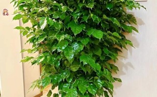 水培幸福树怎么养才茂盛？