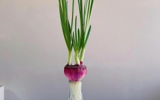 家庭洋葱盆栽怎么种？