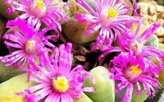 多肉开花哪个品种颜值最高？