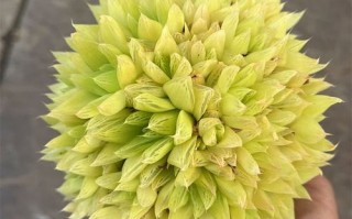 黄金凝脂菊为何叫黄金？