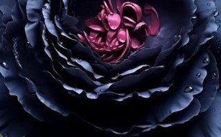 黑牡丹花蕾图片，盆栽如何养护出？