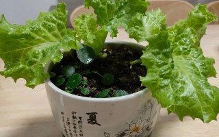 生菜能当室内盆栽吗？