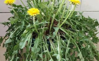 蒲公英盆栽该放室内还是室外？