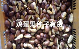 蛋黄果种子盆栽难不难？