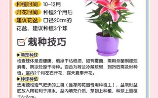 秋季盆栽花应注意什么