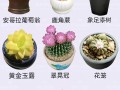 奇葩的多肉植物及名称