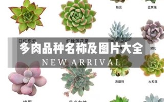 多肉植物名称与图片大全有哪些？