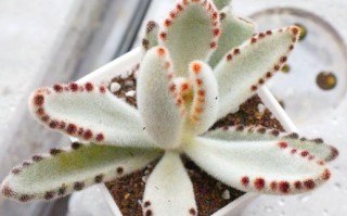 多肉伽蓝菜属养护技巧