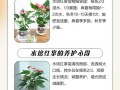 红色叶子水培植物怎么养？