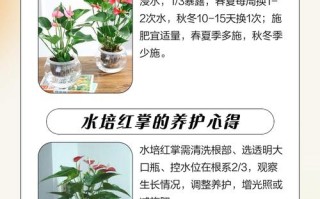 红色叶子水培植物怎么养？