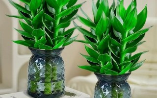 盆栽植物怎么养才好活？