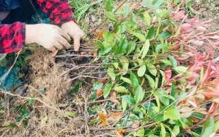 红叶石楠盆栽浇水管理