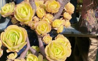 碧桃品种有哪些？图片大全怎么选？