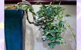 盆栽金银花夏天怎么养才好？