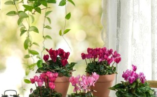 冬天适合养哪些盆栽花？