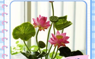 盆栽荷花兰冬季养护该注意啥？