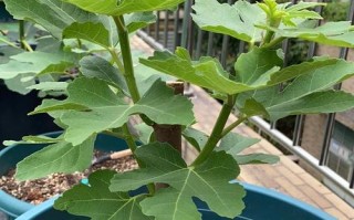 盆栽无花果结果后何时摘最合适？