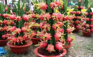 火龙果树盆栽怎么养才结果？