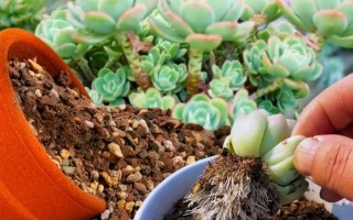 多肉植物用沙子种植可行吗？