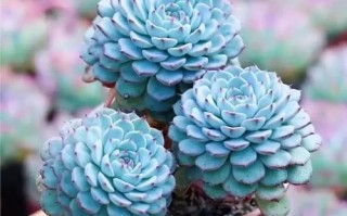 蓝豆怎么繁殖？