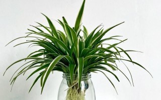 冬天水培植物哪些最好养？