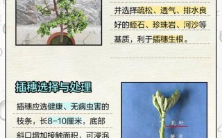 金枝玉叶水培生根怎么养