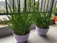 香菜生菜葱花盆栽叫什么？