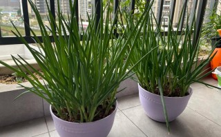 香菜生菜葱花盆栽叫什么？