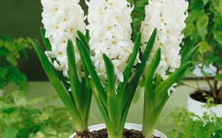 水培风信子能一直养吗？寿命多久？
