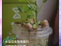 花生盆栽种植方法步骤