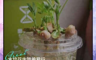 花生盆栽种植方法步骤