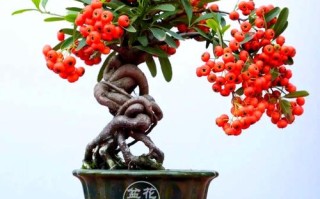 火棘盆栽冬季移栽要注意什么？