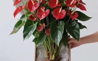 水培红掌要经常换水吗？