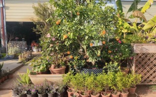 广东盆栽花卉基地有何特色品种？