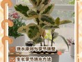 橡皮树水培咋才能成功？