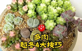 多肉冬季怎么养才能安全过冬？