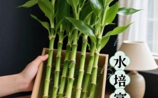 富贵竹根要修剪吗？