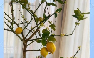 柠檬盆栽为何只开花不长叶子？