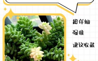 冬天多肉到底要不要浇水？