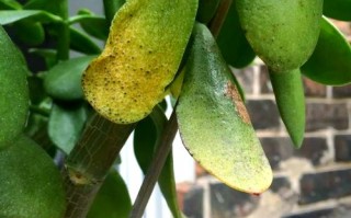 多肉叶子发黄变皱是缺水还是生病了？